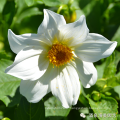 Asian garden indoesnisa Garden dahlia seeds flower seeds for growing